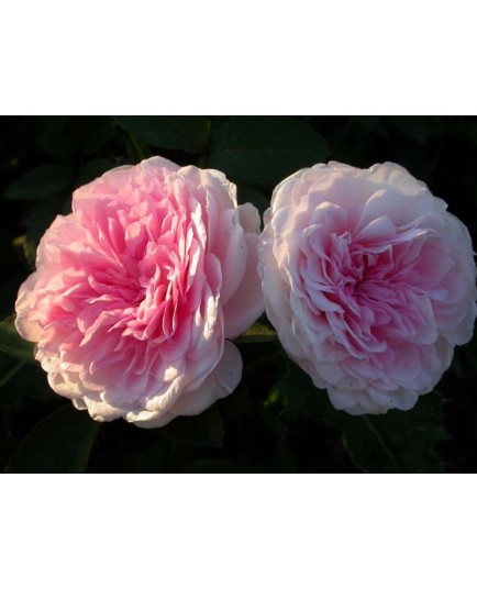 Rosa 'Clothilde Soupert' - Rosaceae - Rosier nain
