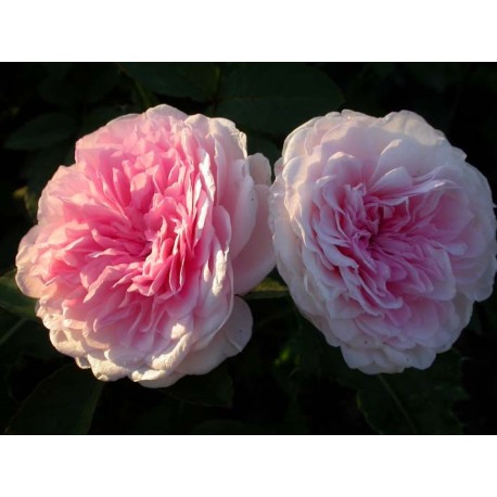 Rosa 'Clothilde Soupert' - Rosaceae - Rosier nain