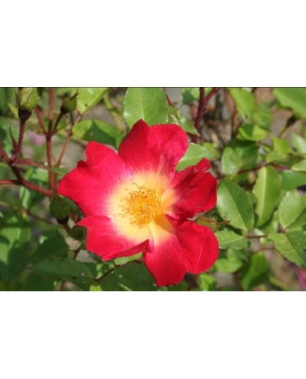 Rosa 'Cocktail (R)' - Rosaceae - Rosier