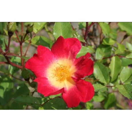 Rosa 'Cocktail (R)' - Rosaceae - Rosier