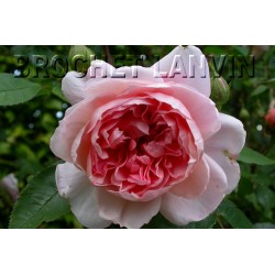 Rosa 'Colette' - Rosaceae - Rosier