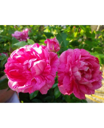 Rosa 'Commandant Beaurepaire' - Rosaceae - Rosier arbuste