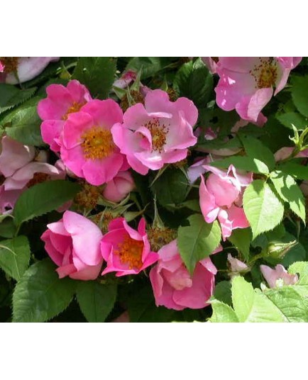 Rosa 'Complicata' - Rosaceae - Rosier