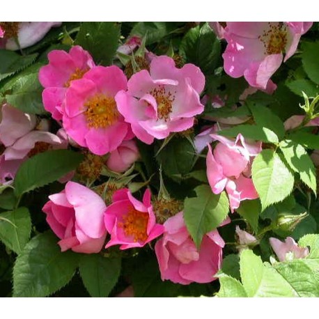 Rosa 'Complicata' - Rosaceae - Rosier