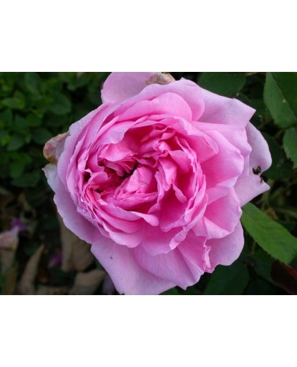 Rosa 'Comte de Chambord' - Rosaceae - Rosier