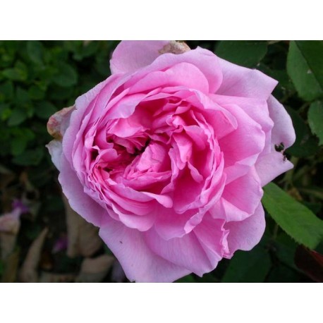 Rosa 'Comte de Chambord' - Rosaceae - Rosier