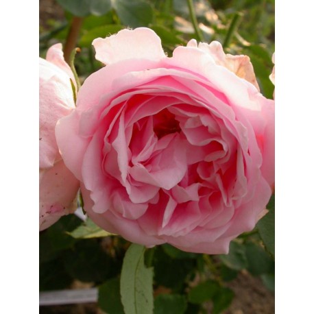 Rosa 'Comtesse de Barbantane' - Rosaceae - Rosier