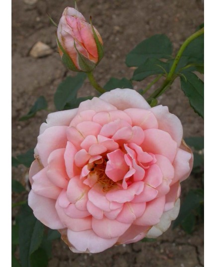 Rosa 'Comtesse de Noghera' - Rosaceae - rosier