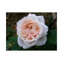 Rosa 'Comtesse de Rocquigny' - Rosaceae - Rosier