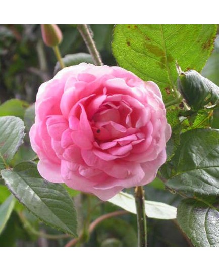 Rosa 'Constance Spry' - Rosaceae - Rosier