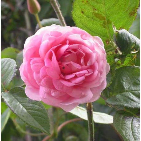 Rosa 'Constance Spry' - Rosaceae - Rosier