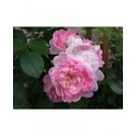 Rosa 'Coral Dawn' - Rosaceae - rosier