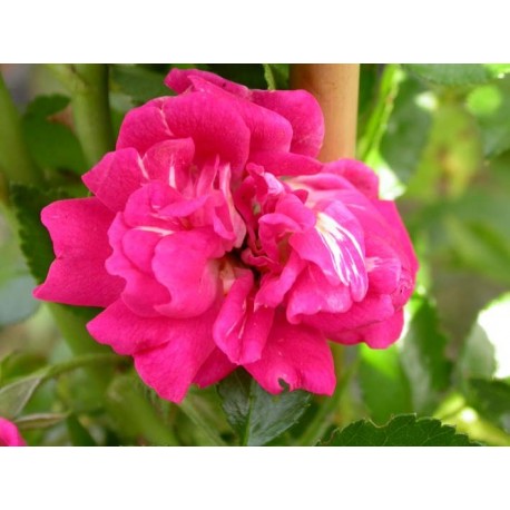Rosa 'Coronation' - Rosaceae - Rosier