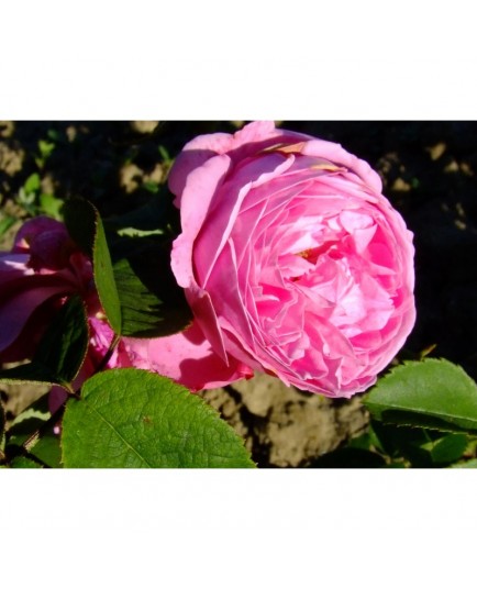 Rosa 'Coupe d'Hébé' - Rosaceae - Rosier
