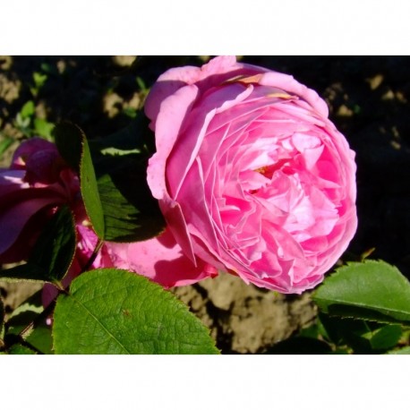Rosa 'Coupe d'Hébé' - Rosaceae - Rosier