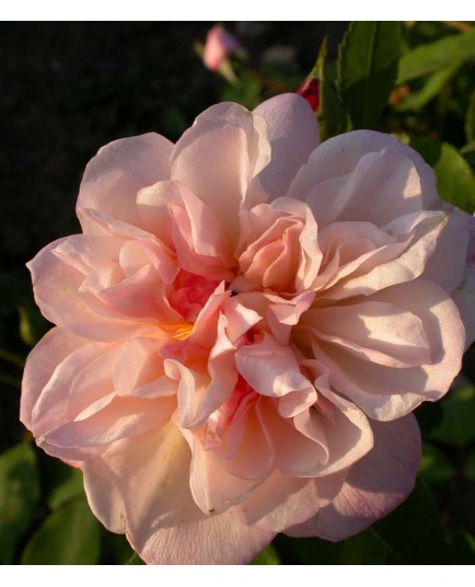 Rosa 'Crépuscule' - Rosaceae - Rosier