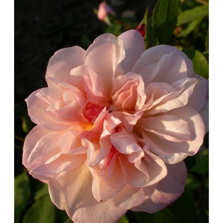 Rosa 'Crépuscule' - Rosaceae - Rosier