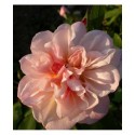 Rosa 'Crépuscule' - Rosaceae - Rosier