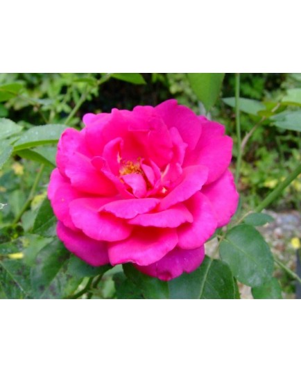 Rosa 'Critérion' - Rosaceae - Rosier nain