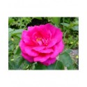Rosa 'Critérion' - Rosaceae - Rosier nain