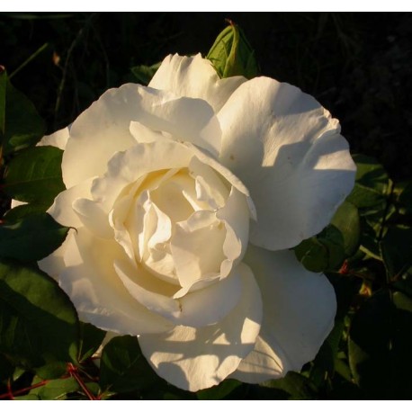 Rosa 'Croix blanche' - Rosaceae - Rosier