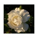 Rosa 'Croix blanche' - Rosaceae - Rosier