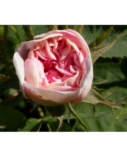 Rosa 'Cuisse de Nymphe' - Rosaceae - Rosier