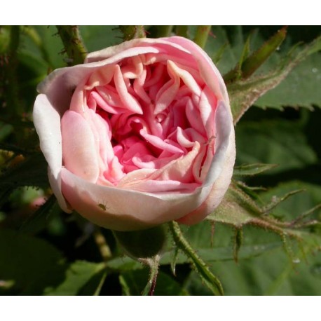 Rosa 'Cuisse de Nymphe' - Rosaceae - Rosier