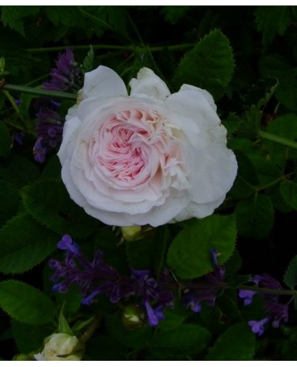 Rosa 'Cuisse de Nymphe Emue' - Rosaceae - Rosier