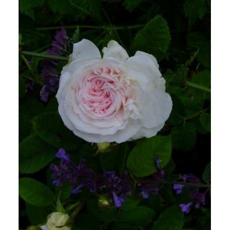 Rosa 'Cuisse de Nymphe Emue' - Rosaceae - Rosier