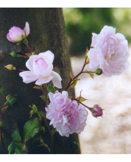 Rosa 'Débutante' - Rosaceae - Rosier