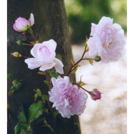 Rosa 'Débutante' - Rosaceae - Rosier