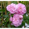 Rosa 'Débutante' - Rosaceae - Rosier