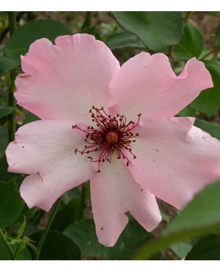 Rosa 'Dainty Bess' - Rosaceae - Rosier