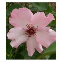Rosa 'Dainty Bess' - Rosaceae - Rosier
