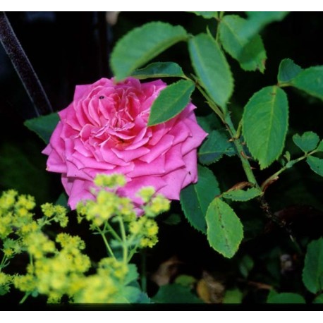Rosa 'Dame Edith Helen' - Rosaceae - Rosier