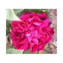 Rosa 'Dames patronnesses d'Orléans' - Rosaceae - Rosier