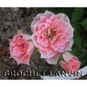 Rosa 'Daniela' - Rosaceae - rosier nain