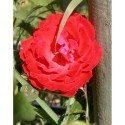 Rosa 'Danse des Sylphes' - Rosaceae - Rosier