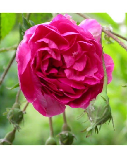 Rosa 'De la Grifferaie' - Rosaceae - Rosier