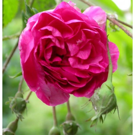 Rosa 'De la Grifferaie' - Rosaceae - Rosier