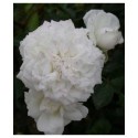 Rosa 'Denise Cassegrain' - Rosaceae - Rosier