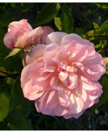 Rosa 'Desprez à Fleurs Jaunes' - Rosaceae - Rosier