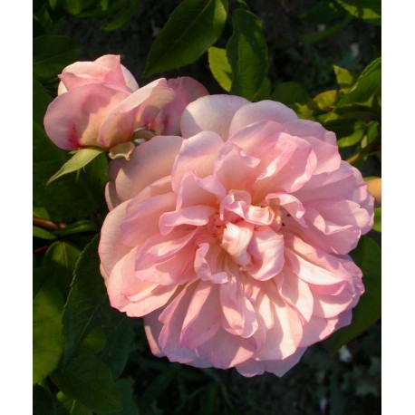 Rosa 'Desprez à Fleurs Jaunes' - Rosaceae - Rosier