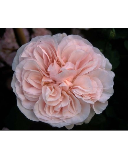 Rosa 'Devoniensis cl' - Rosaceae - Rosier