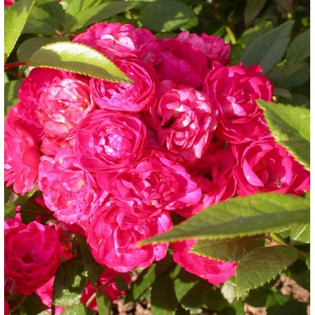 Rosa 'Dinky (R)' - Rosaceae - Rosier