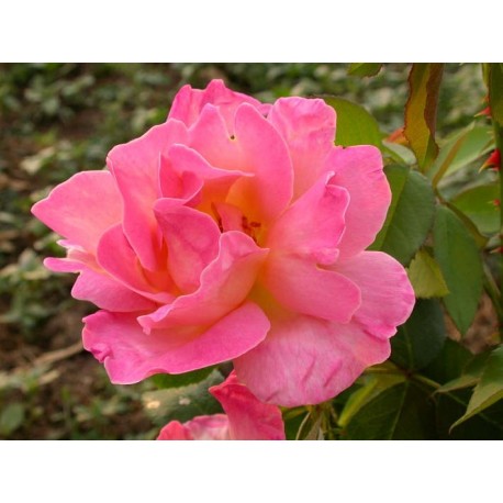 Rosa 'Docteur Eckener' - Rosaceae - Rosier