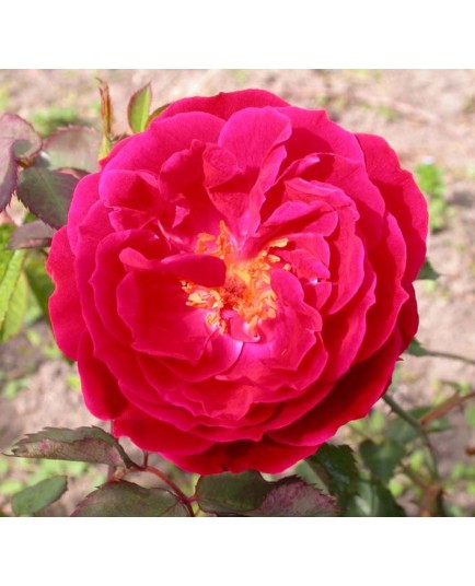 Rosa 'Docteur Jamain' - Rosaceae