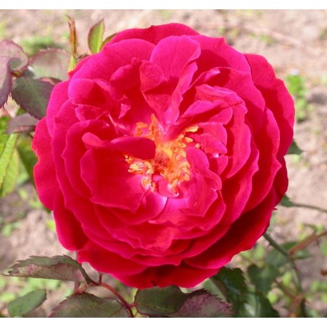 Rosa 'Docteur Jamain' - Rosaceae