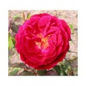 Rosa 'Docteur Jamain' - Rosaceae